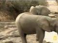 videos de Fatty vs elephant cow