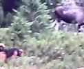 Raggen on moosehunting