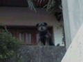 chicho salio a ver que onda