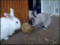 Funny Bunny Rabbits go bonkers!