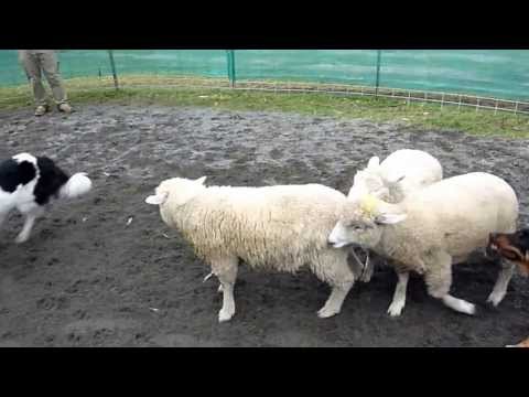 how to train a border collie x kelpie
