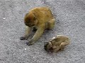 Monkey (Barbary Ape) with baby, eating in Gibraltar Monkey (Barbary Ape) with baby, eating in Gibraltar