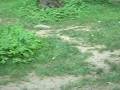 videos de Funny monkey