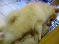videos de Dogbook Movie: Disko's 3rd Video