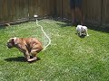 Marley and Gus (Sprinkler 2)