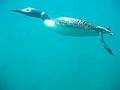 videos de Loon joins scuba divers