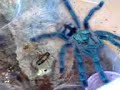 avicularia versicolor eating avicularia versicolor eating