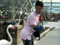 videos de flamingo boiola!!!!kkkkk