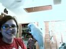 Leah the Goffins Cockatoo Waving Leah the Goffins Cockatoo Waving