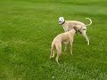 Whippets in the Rough Whippets in the Rough