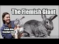The Best 26 Blue Flemish Giant Rabbit Price
