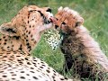 big cats big cats