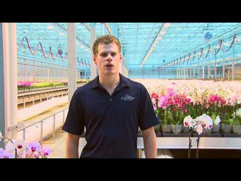 how to fertilize just add ice orchids