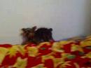 CHARLIE