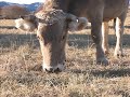VAQUES-VACAS UNA MIRADA TENDRA