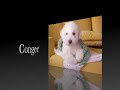 Congee Bungee Congee Bungee
