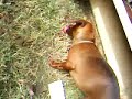 My other dog eating a tomato