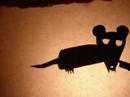 The Cat and The Rat