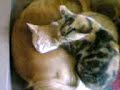 Cute Dog & cats