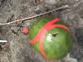 half stick of dynamite blows up watermellon!