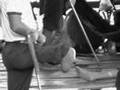 Legless in Cambodia