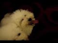We Like To Party (Bichon)