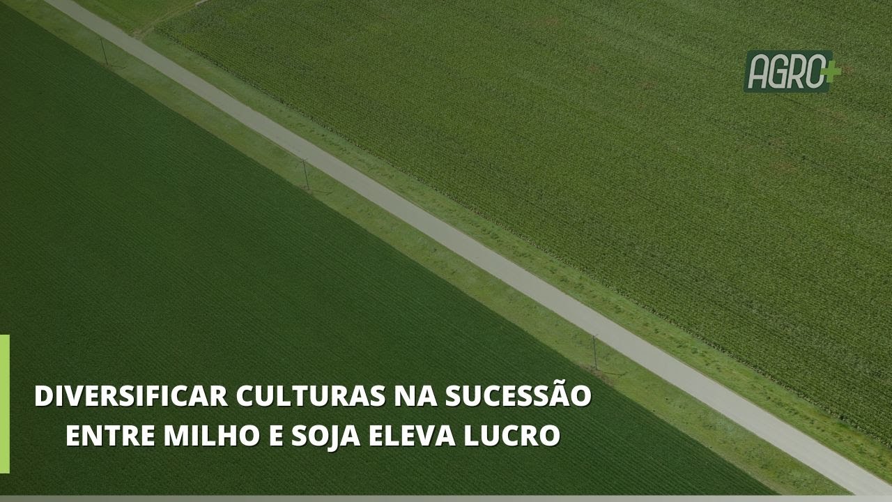 Pesquisa Sugere Alternativas de Sucessão na Safra