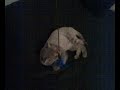 kitty plays