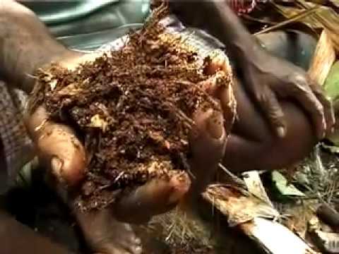 sago - From a documentary shot in the most remote regions of Irian Jaya by Carlo Auriemma & Elisabetta Eordegh. To know more: www.barcapulita.org.