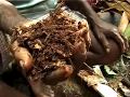 A strange food. A taste of the sago.