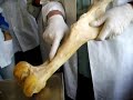 Anatomia Veterinaria - Bases oseas del miembro pelviano