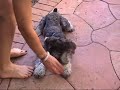 Cooper - Mini Schnauzer - August 27 2008