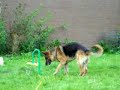 Deutscher Sch�ferhund liebt seine Blume