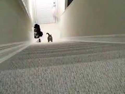 how to trip up the stairs