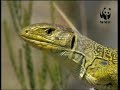 WWF-Espa�a/ Campa�a del corcho