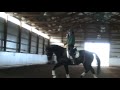 Contact Saddles / Helm Saddles