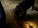 Bouvier vs Flashlight