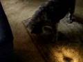 Boyero de Flandes video