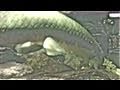 Stingray Shark Lungfish Living Fossil Hammerhead Poison Arrow frog  What else?
