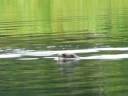 Giant Otters in Manu National Park - Cusco Peru