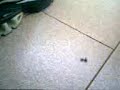 mosca e formiga tocando o terror fato inedito