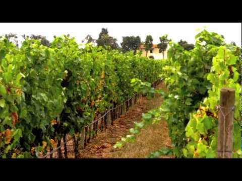 Living in Gods Vineyard