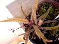 Vídeo com algumas plantas carnívoras em cultivo.