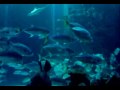 v2-VideoWrap.flv