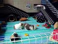 Guinea Pigs in their new cage