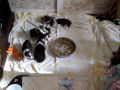 AKC Pembroke Welsh Corgi Puppies
