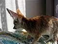 Fennec fox after bath
