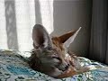 Fennec fox after bath