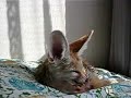 Fennec fox after bath