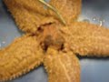Starfish Dissection